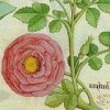 Medieval herbarium: rose flower