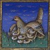 Bartholomaeus Anglicus: Hen with chicks